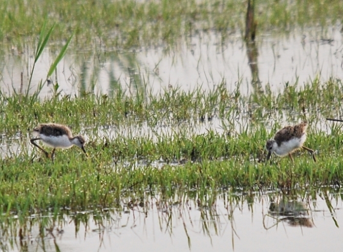 Pulli da identificare